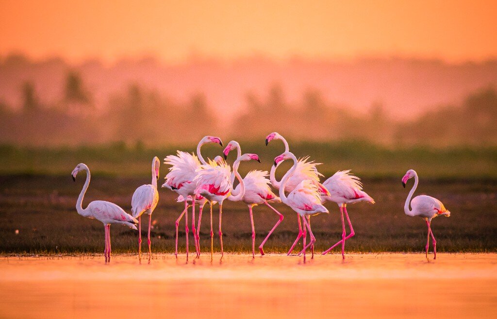 Flamingo Watching